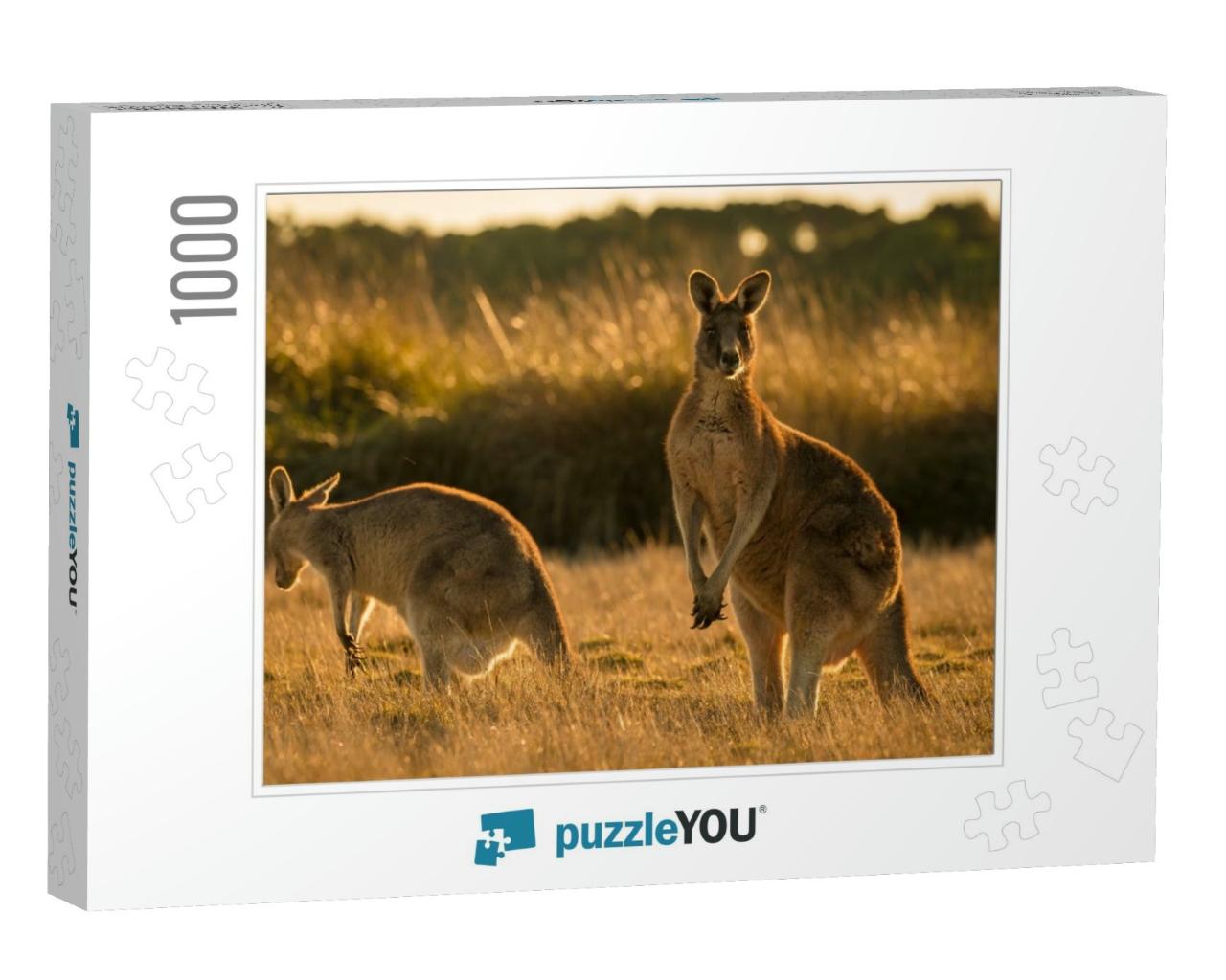Kangaroo in Open Field During a Golden Sunset... Jigsaw Puzzle with 1000 pieces