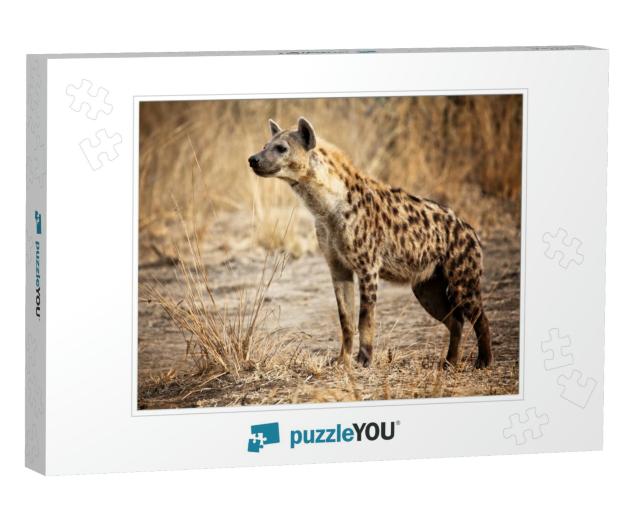 Spotted Hyena in Luangwa National Park Zambia... Jigsaw Puzzle