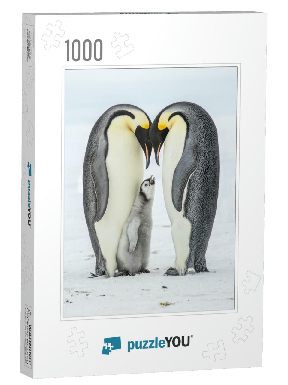 Hungry Emperor Penguin Chick Between Parents... Jigsaw Puzzle with 1000 pieces