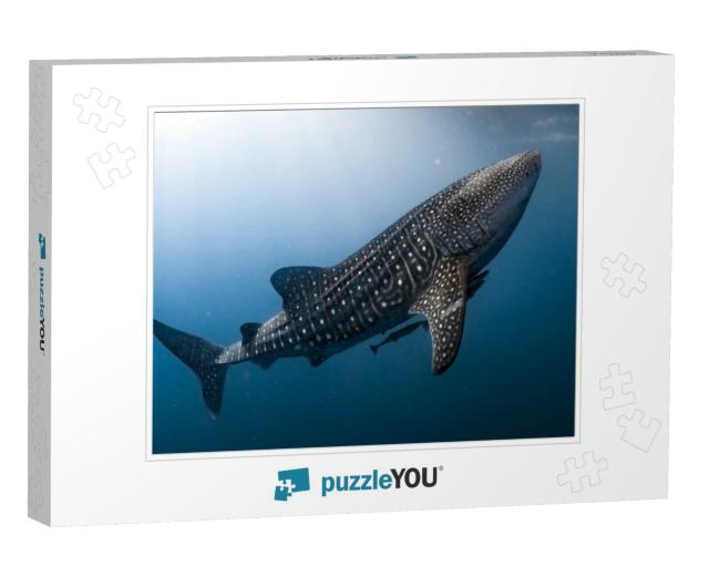 Whale Shark Very Near Looking At You Underwater in Papua... Jigsaw Puzzle