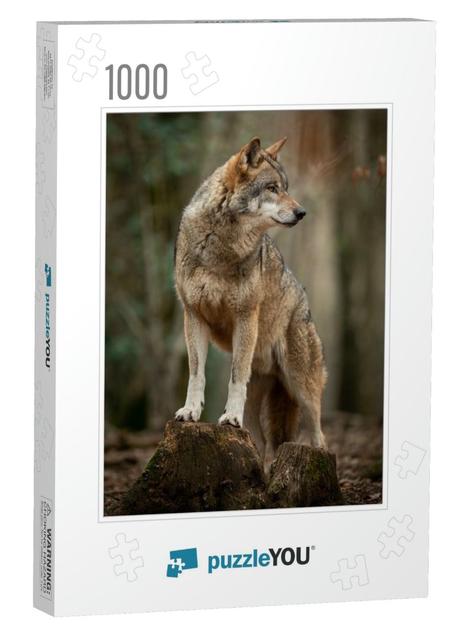 Grey Wolf in the Forest During the Spring... Jigsaw Puzzle with 1000 pieces