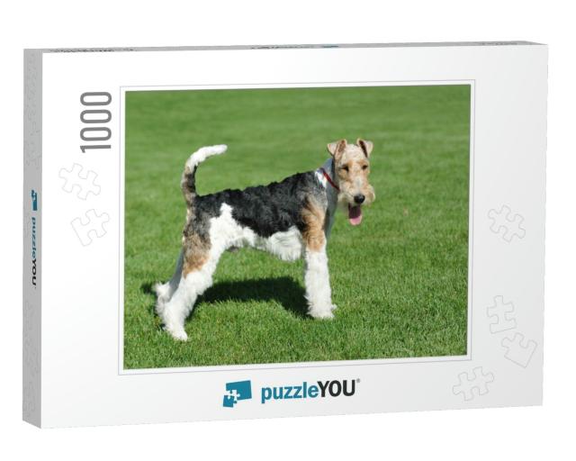 Wire Fox Terrier Portrait in Show Pose... Jigsaw Puzzle with 1000 pieces