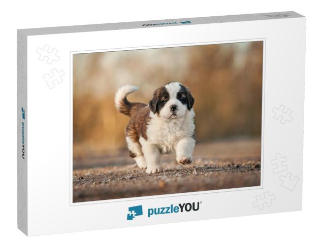 Saint Bernard Puppy... Jigsaw Puzzle