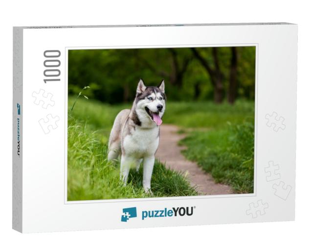 Siberian Husky Dog with Blue Eyes Stands & Looks Ahead. B... Jigsaw Puzzle with 1000 pieces