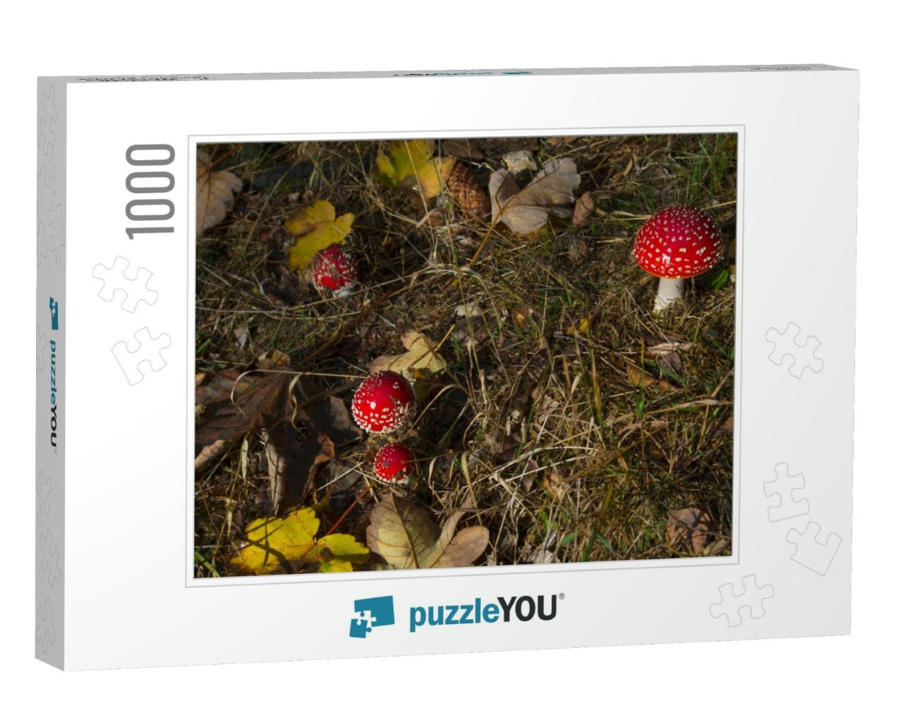 Amanita Muscaria, Poisonous Mushroom in Autumn Grass. Bea... Jigsaw Puzzle with 1000 pieces