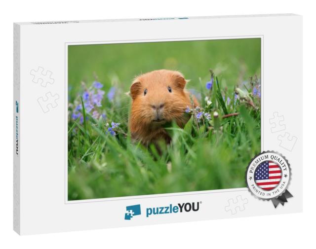 Adorable Guinea Pig Posing on Grass... Jigsaw Puzzle