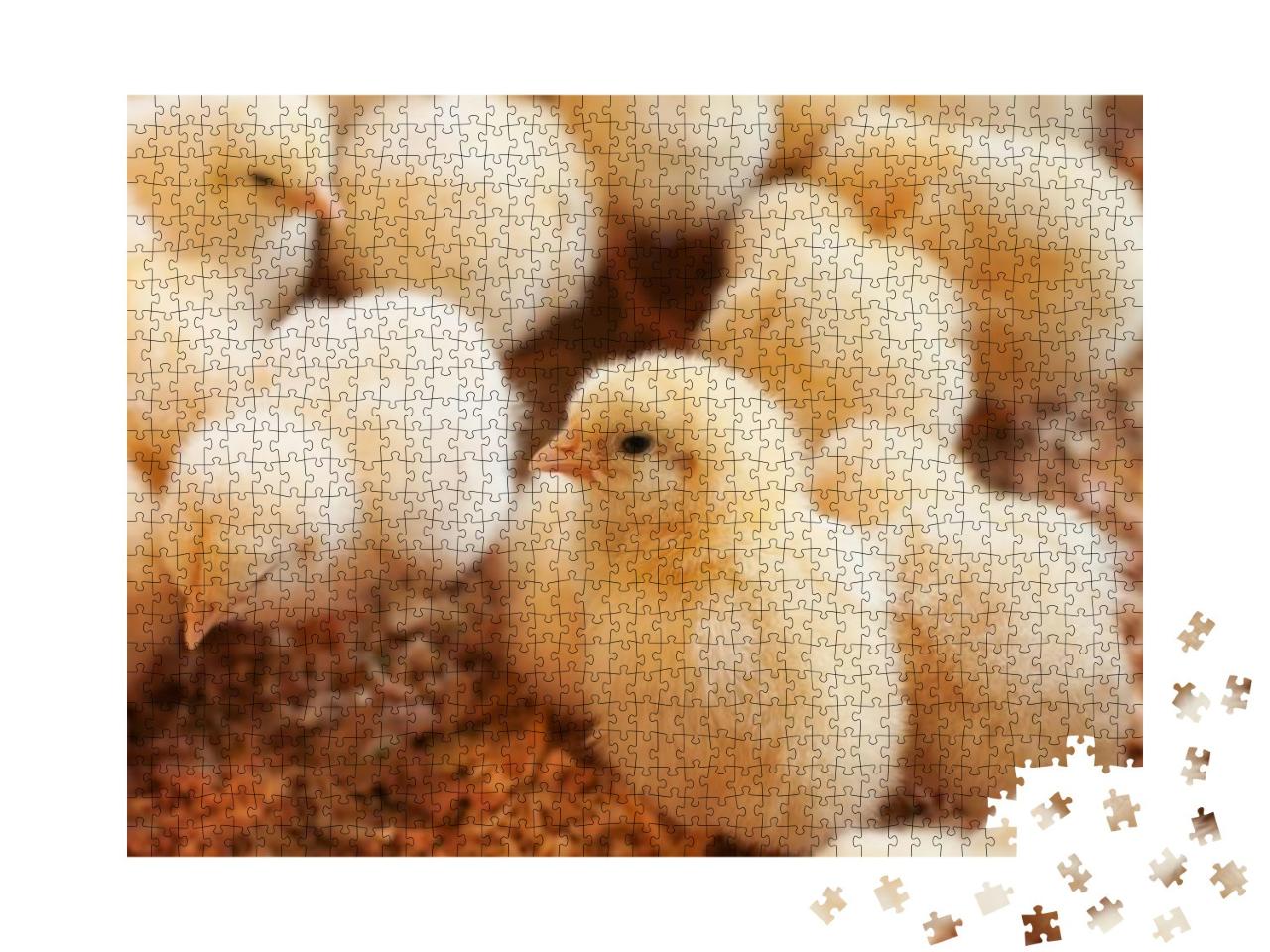 Young Yellow Baby Chicks on a Poultry Farm... Jigsaw Puzzle with 1000 pieces