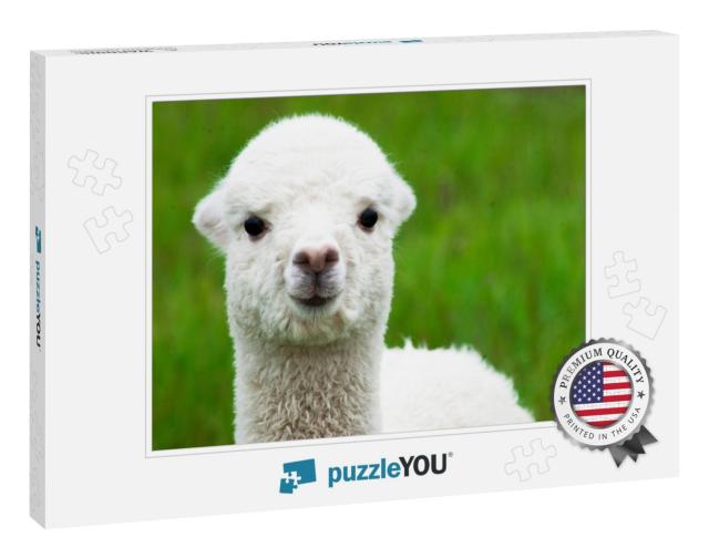 Cute White Alpaca Baby Closeup... Jigsaw Puzzle