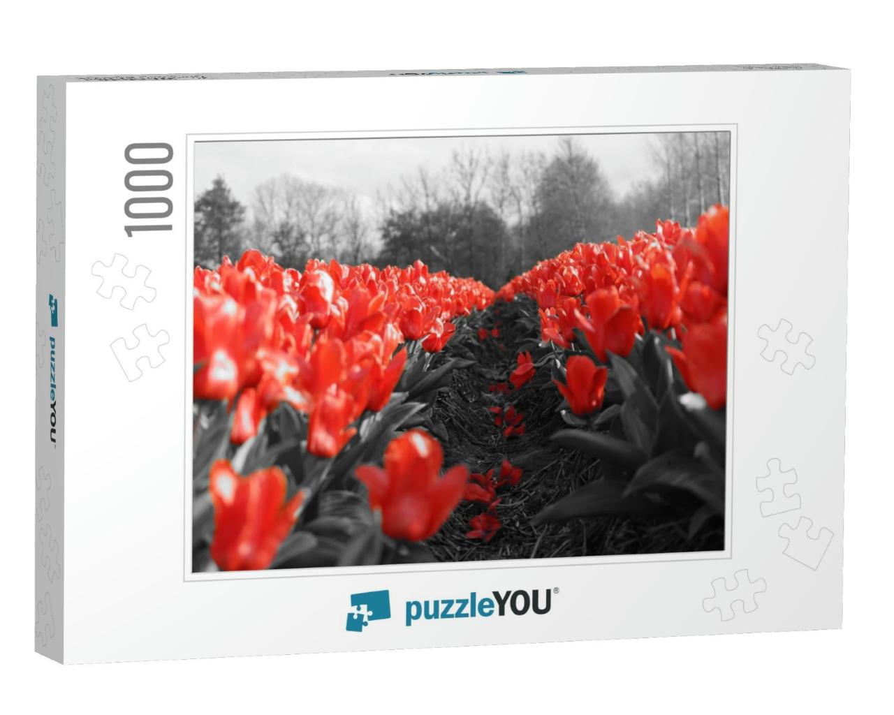 Black & White with Red Tulips Tulips in Holland Tulips Fi... Jigsaw Puzzle with 1000 pieces