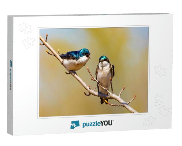 Cute Tree Swallow Birds Couple Mating Close Up Portrait i... Jigsaw Puzzle