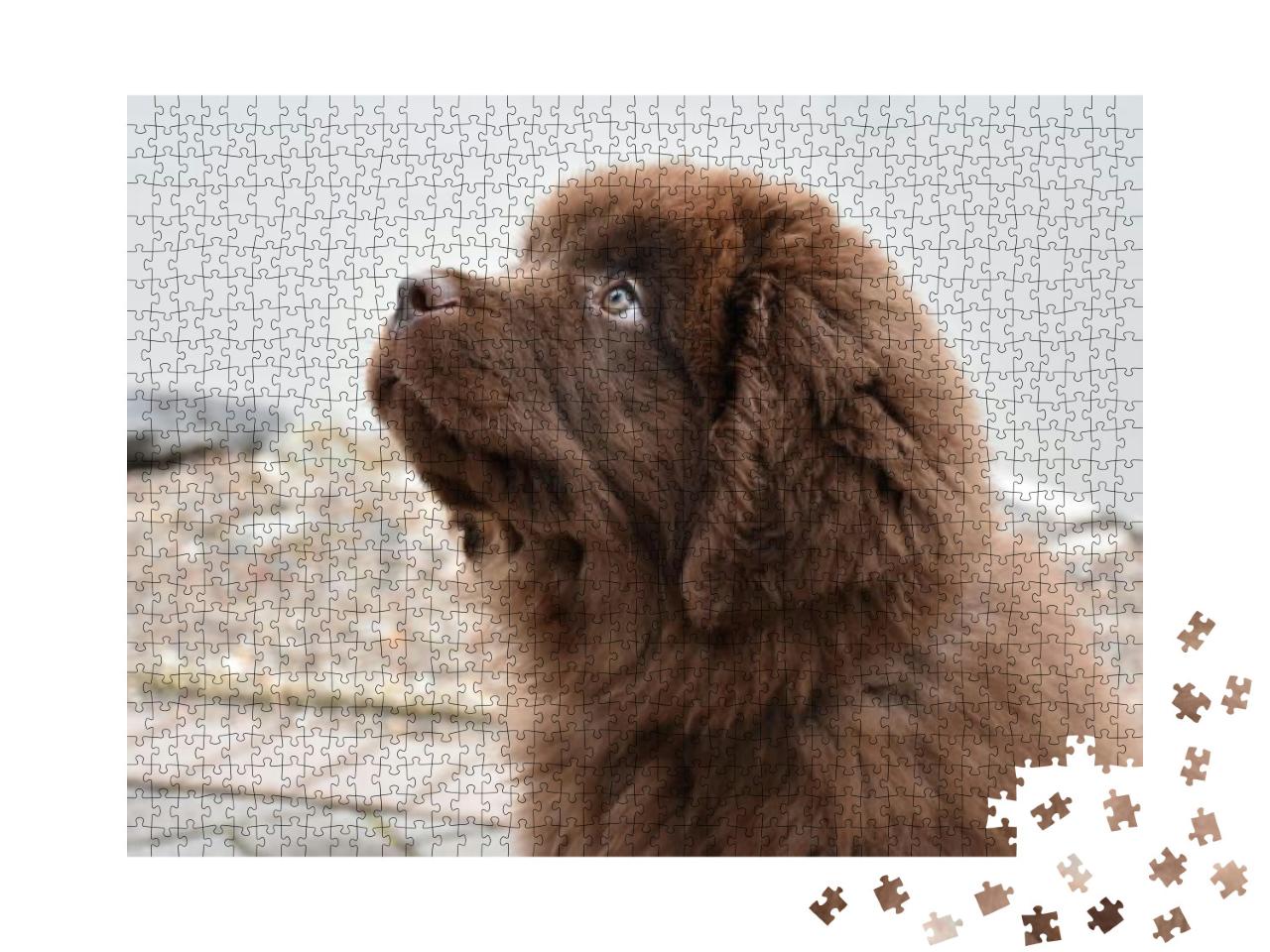 Purebred Brown Newfoundland Puppy Dog Gazing Up... Jigsaw Puzzle with 1000 pieces