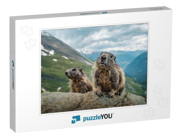 Two Marmots & a Beautiful View Near Grossglockner... Jigsaw Puzzle