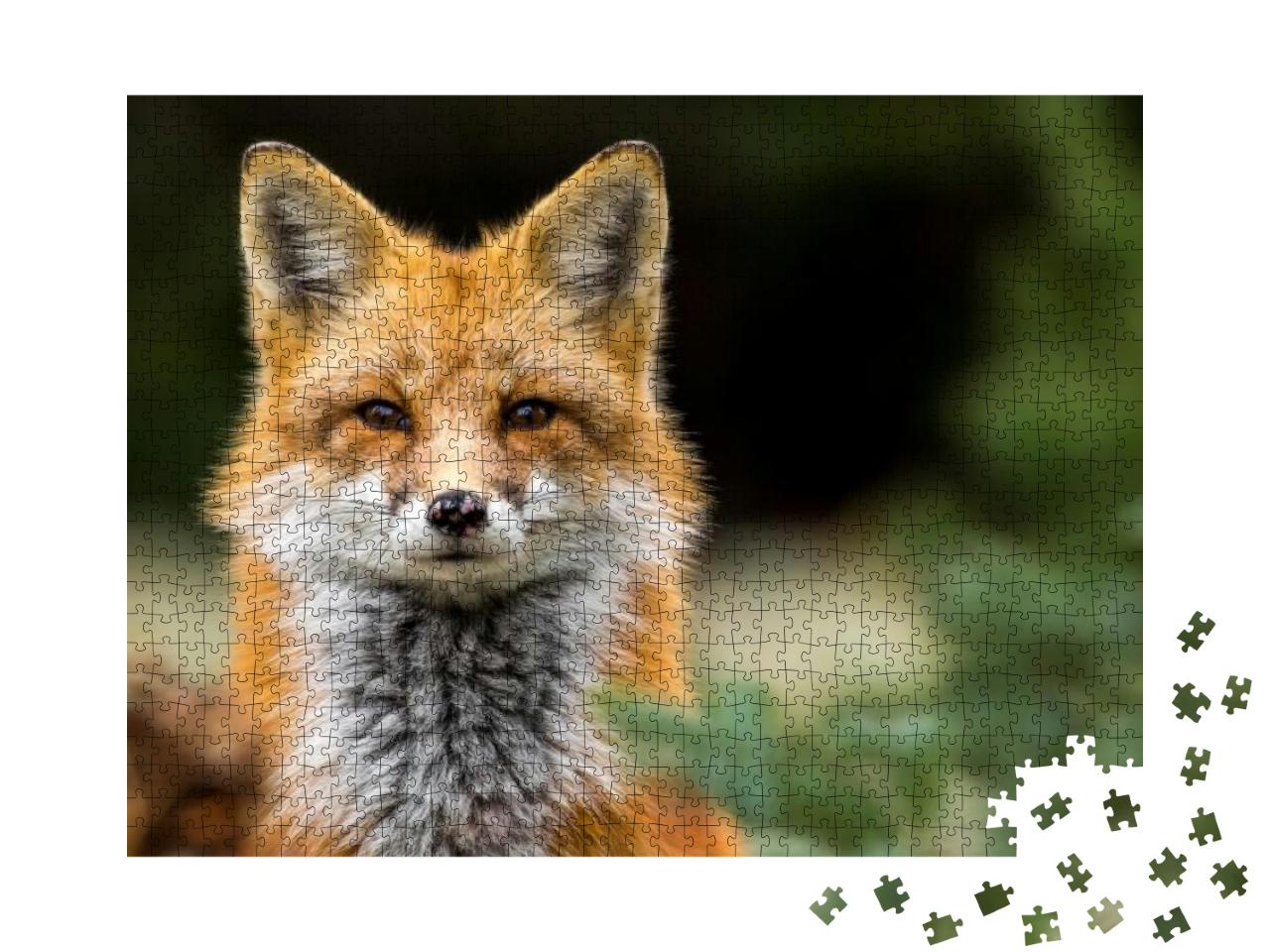 Red Fox - Vulpes Vulpes, Close-Up Portrait with Bokeh of... Jigsaw Puzzle with 1000 pieces