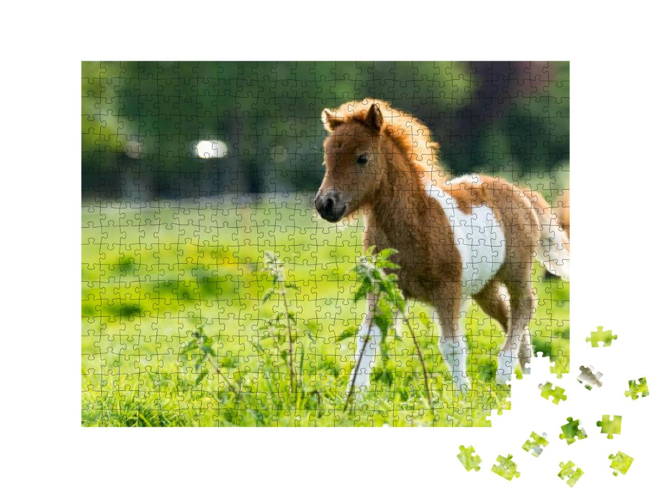 Cute Shetland Foal Walking Through the Meadow, Exploring... Jigsaw Puzzle with 500 pieces