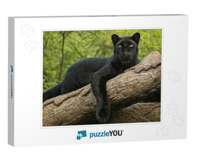 Wild Cat, Black Panther Perched on a Log... Jigsaw Puzzle