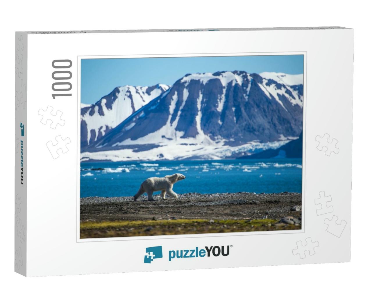 Polar Bear in South Spitsbergen... Jigsaw Puzzle with 1000 pieces