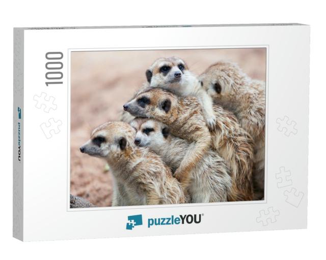 Group Hug Meerkat Standing on a Rainy Day Because of Cold... Jigsaw Puzzle with 1000 pieces