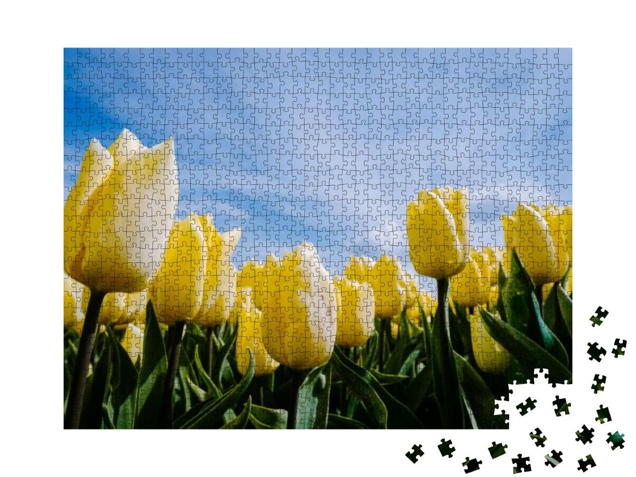 Tulip Field in the Netherlands, Colorful Tulip Fields in... Jigsaw Puzzle with 1000 pieces