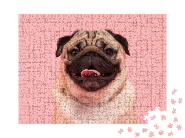 Happy Dog Smile on Pink Background, Cute Puppy Pug Breed... Jigsaw Puzzle with 1000 pieces
