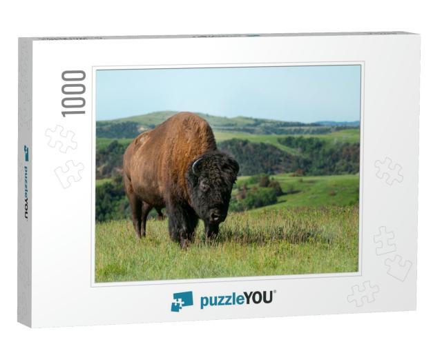 Young Bull Buffalo in Theodore Roosevelt National Park... Jigsaw Puzzle with 1000 pieces