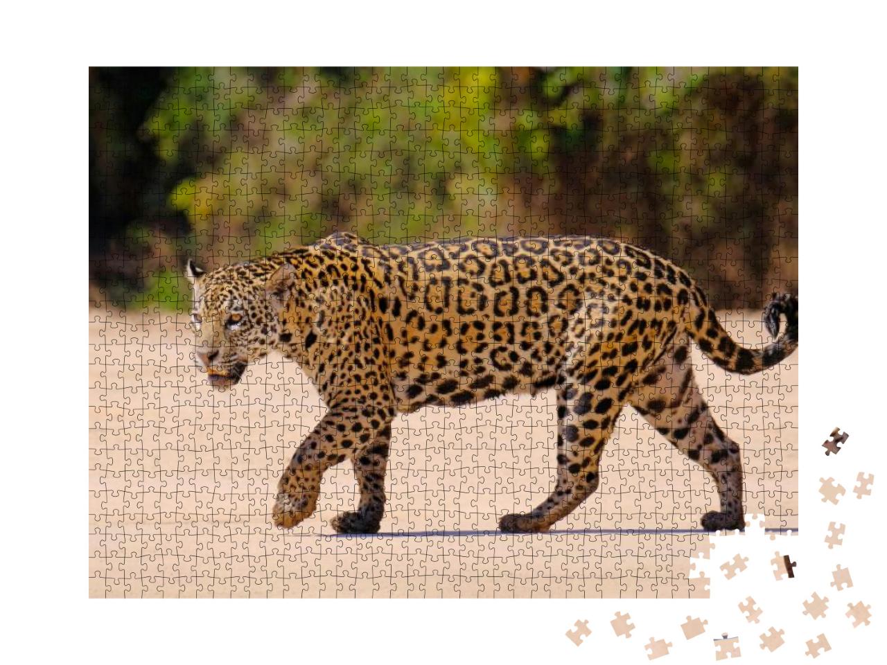 Jaguar, Panthera Onca, Female, Cuiaba River, Porto Jofre... Jigsaw Puzzle with 1000 pieces