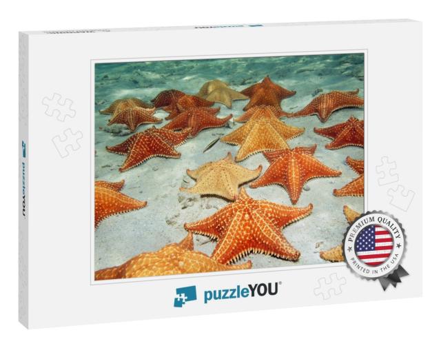 Many Cushion Starfish Underwater on a Sandy Ocean Floor... Jigsaw Puzzle