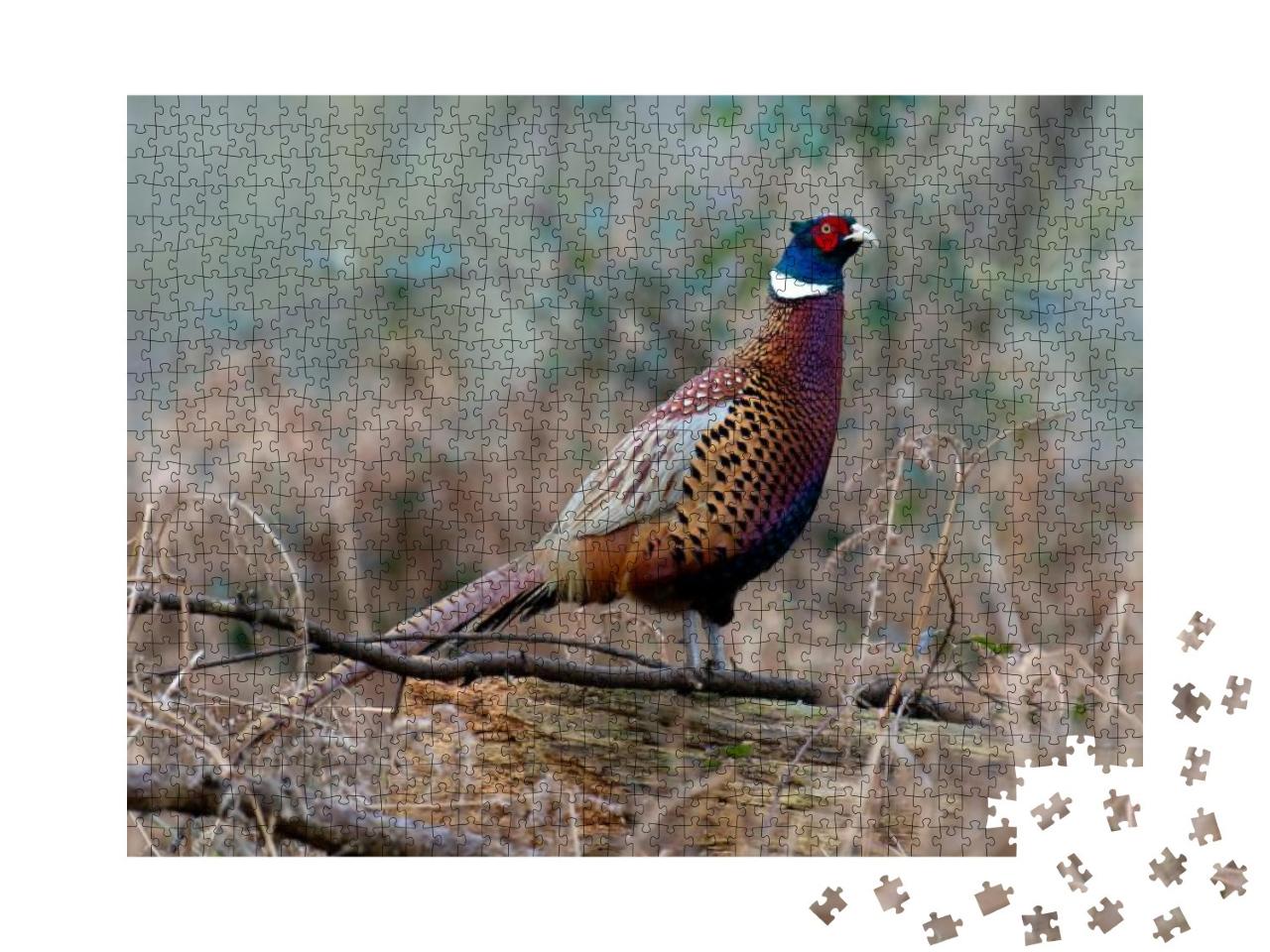 Common Pheasant, Phasianus Colchicus, Single Male on Log... Jigsaw Puzzle with 1000 pieces