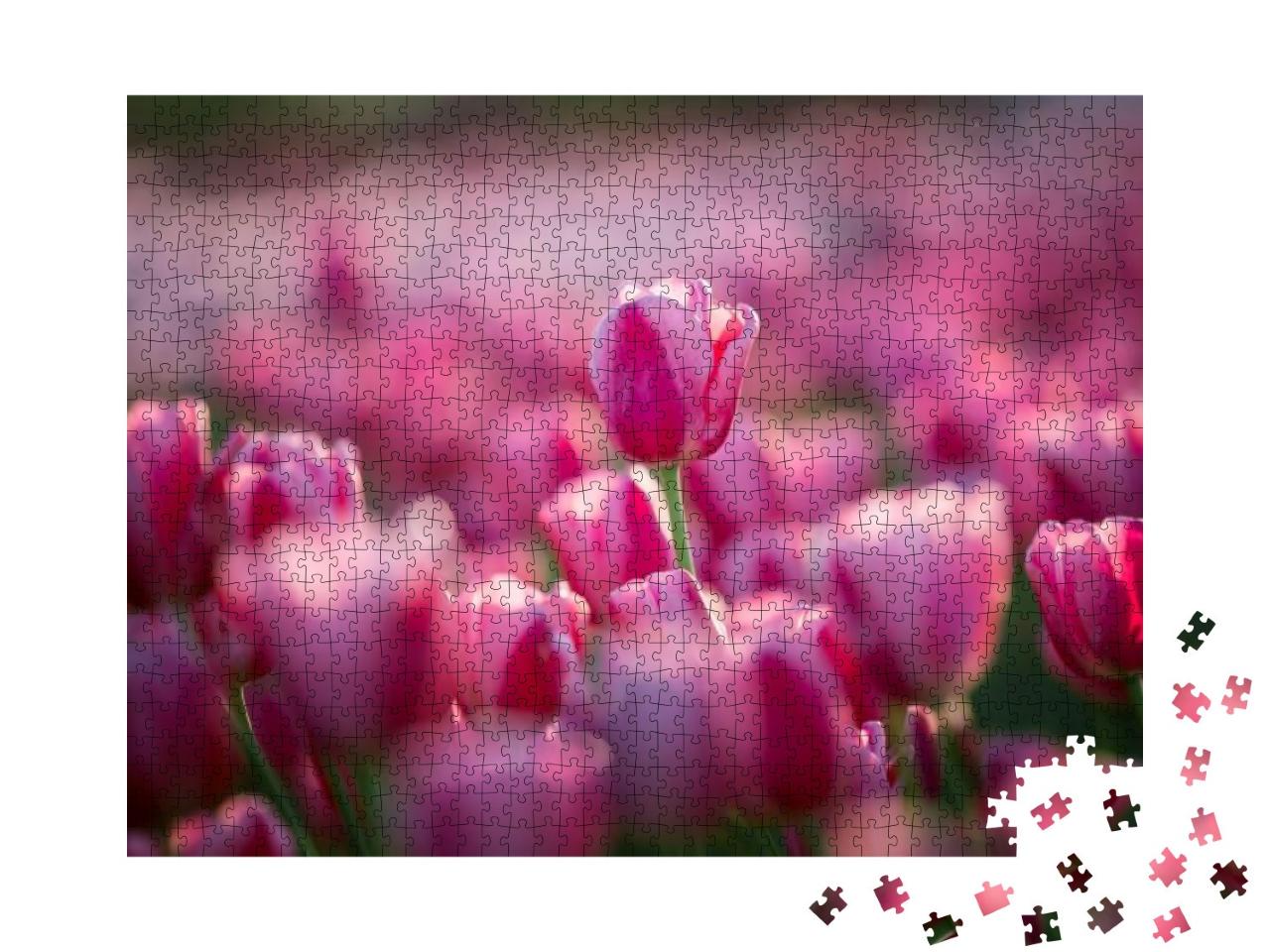 Tulip Field. Beautiful Tulip Among Tulips. Pink Tulips wi... Jigsaw Puzzle with 1000 pieces