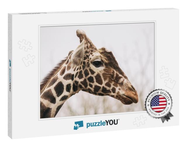 Portrait of a Young Male Reticulated Giraffe, Giraffa Cam... Jigsaw Puzzle