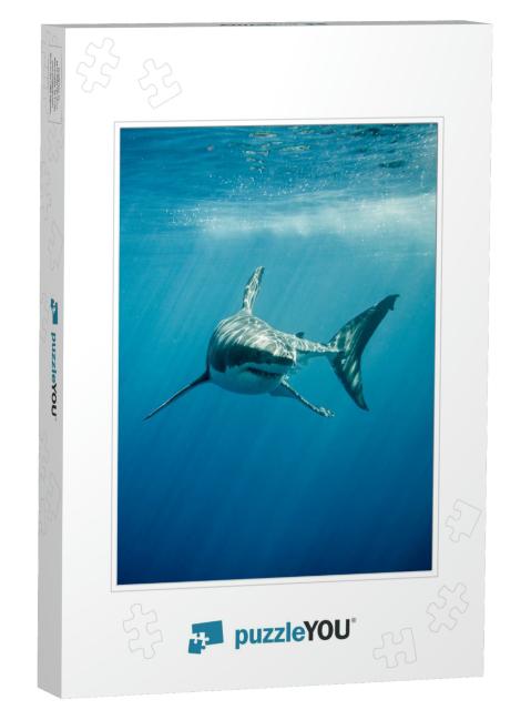 Great White Shark with Its Main Four Fins Swimming Under... Jigsaw Puzzle