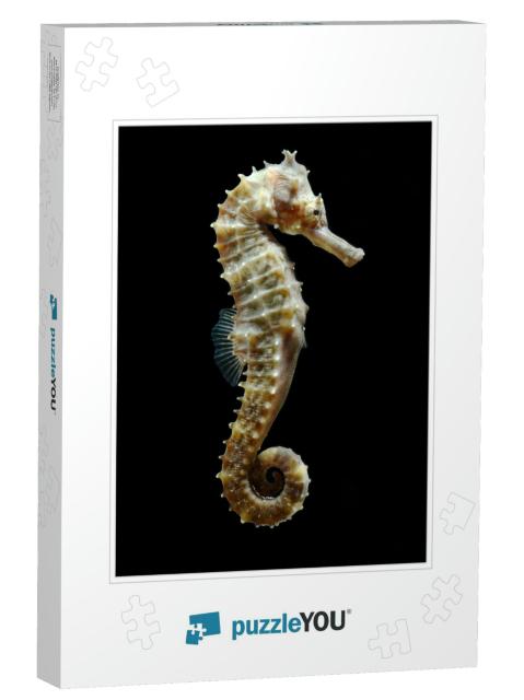 Seahorse Hippocampus Swimming Isolated on Black... Jigsaw Puzzle