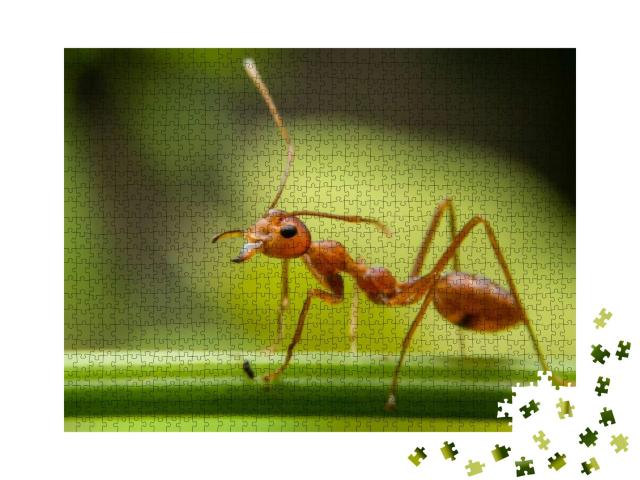 Red Ants Are Looking for Food on Green Branches. Work Ant... Jigsaw Puzzle with 1000 pieces
