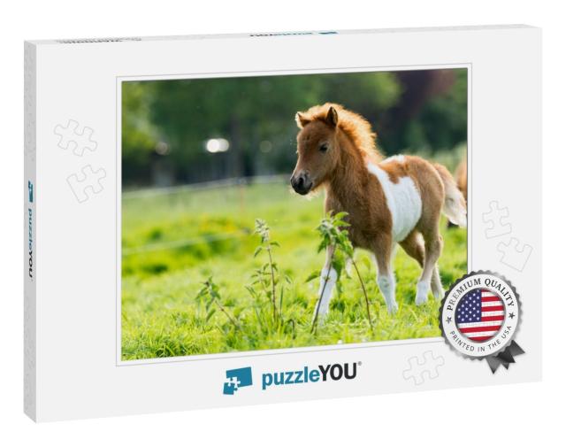Cute Shetland Foal Walking Through the Meadow, Exploring... Jigsaw Puzzle