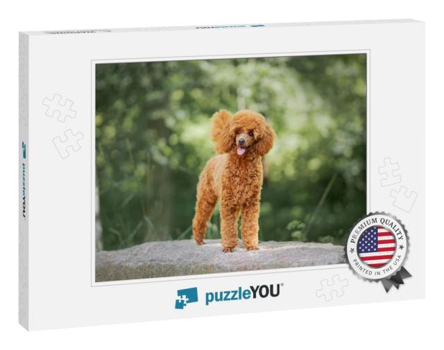 Miniature Poodle Puppy Standing on the Rock... Jigsaw Puzzle