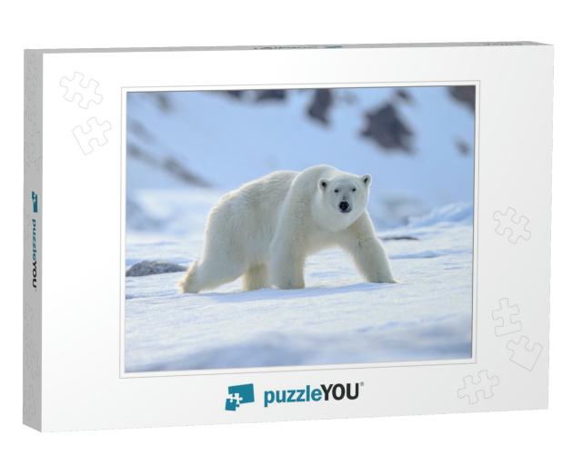 Polar Bear Ursus Maritimus... Jigsaw Puzzle