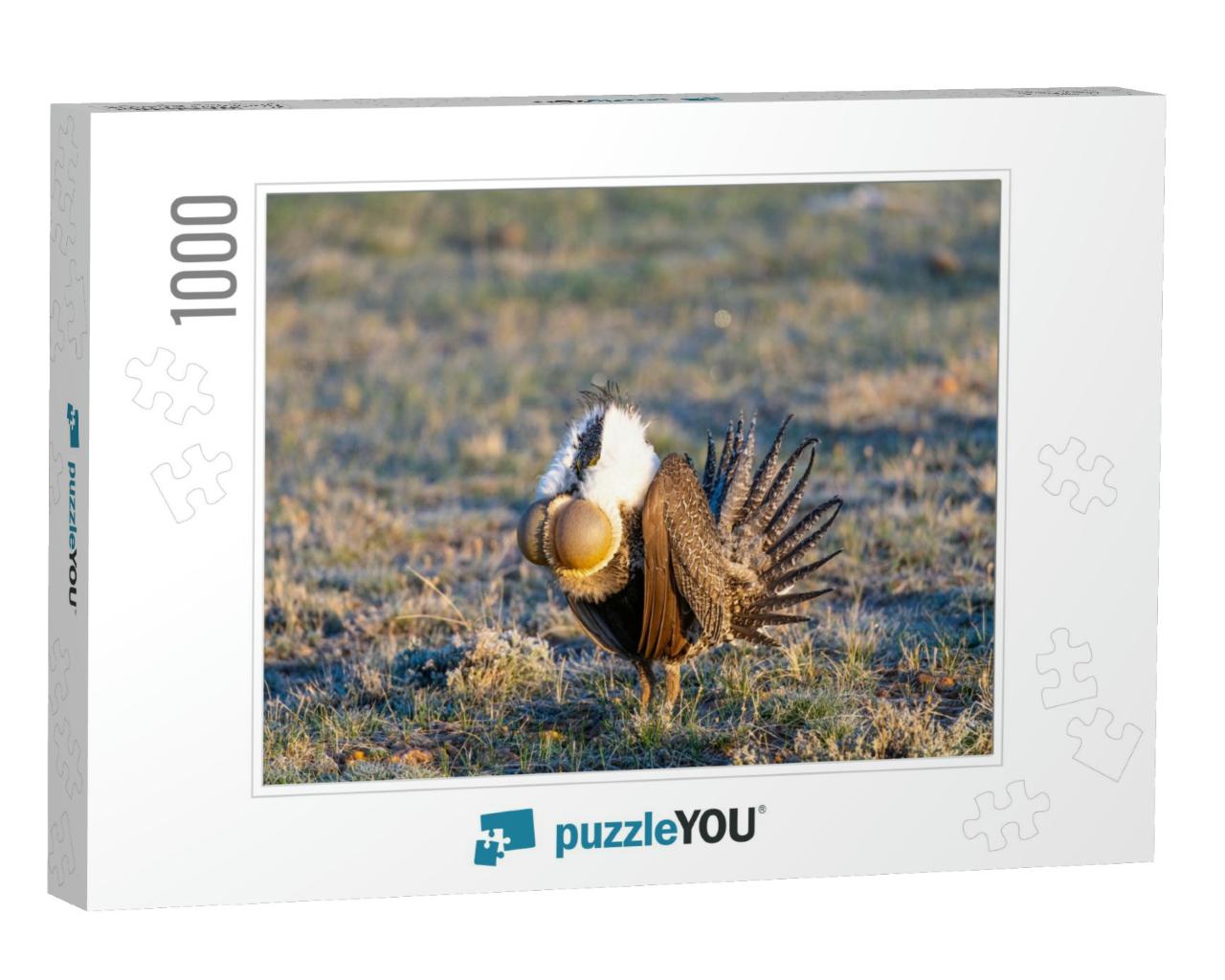 Greater Sage-Grouse Male Courtship Display... Jigsaw Puzzle with 1000 pieces