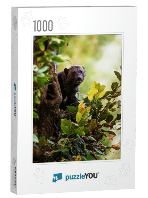 Wolverine Gulo Gulo Climb on the Tree... Jigsaw Puzzle with 1000 pieces