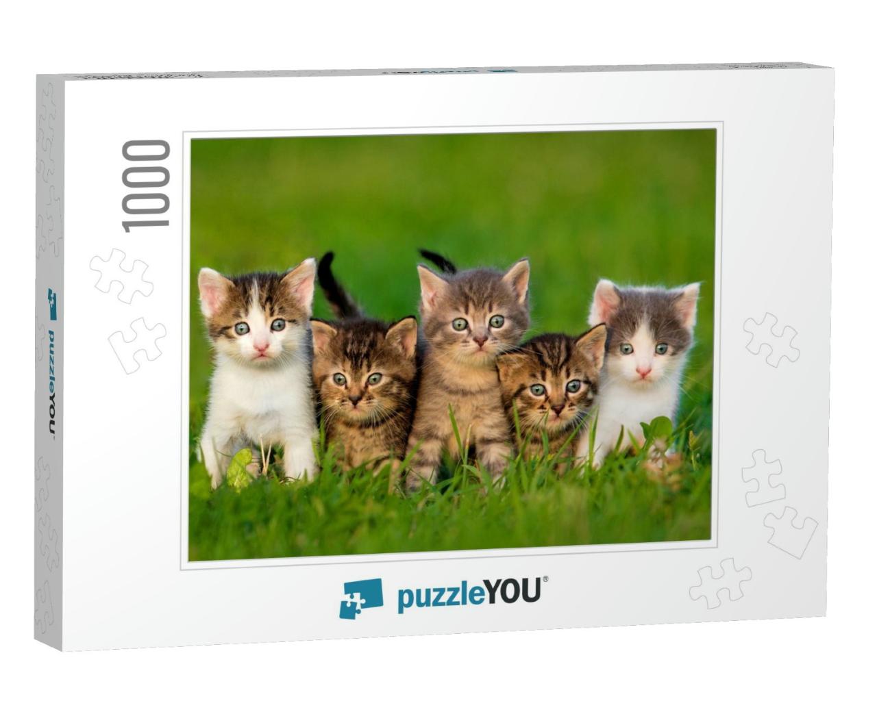 Group of Five Little Kittens Sitting on the Grass... Jigsaw Puzzle with 1000 pieces