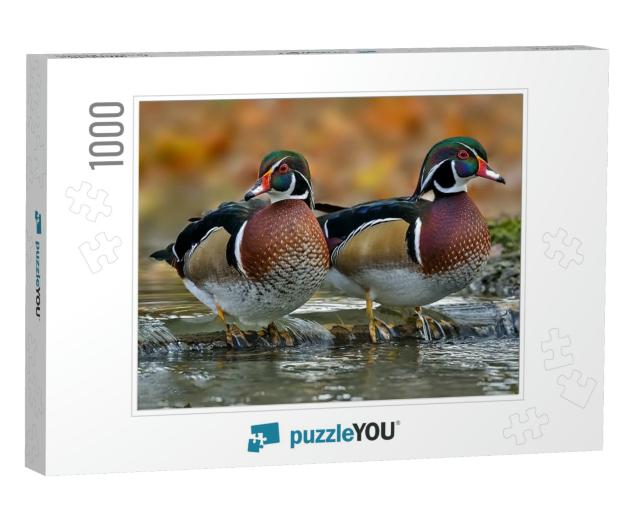 The Wood Duck or Carolina Duck is a Species of Perching D... Jigsaw Puzzle with 1000 pieces