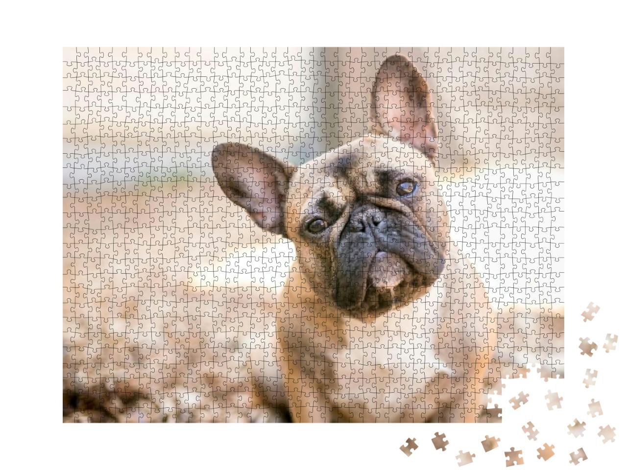A Cute Fawn Colored French Bulldog... Jigsaw Puzzle with 1000 pieces