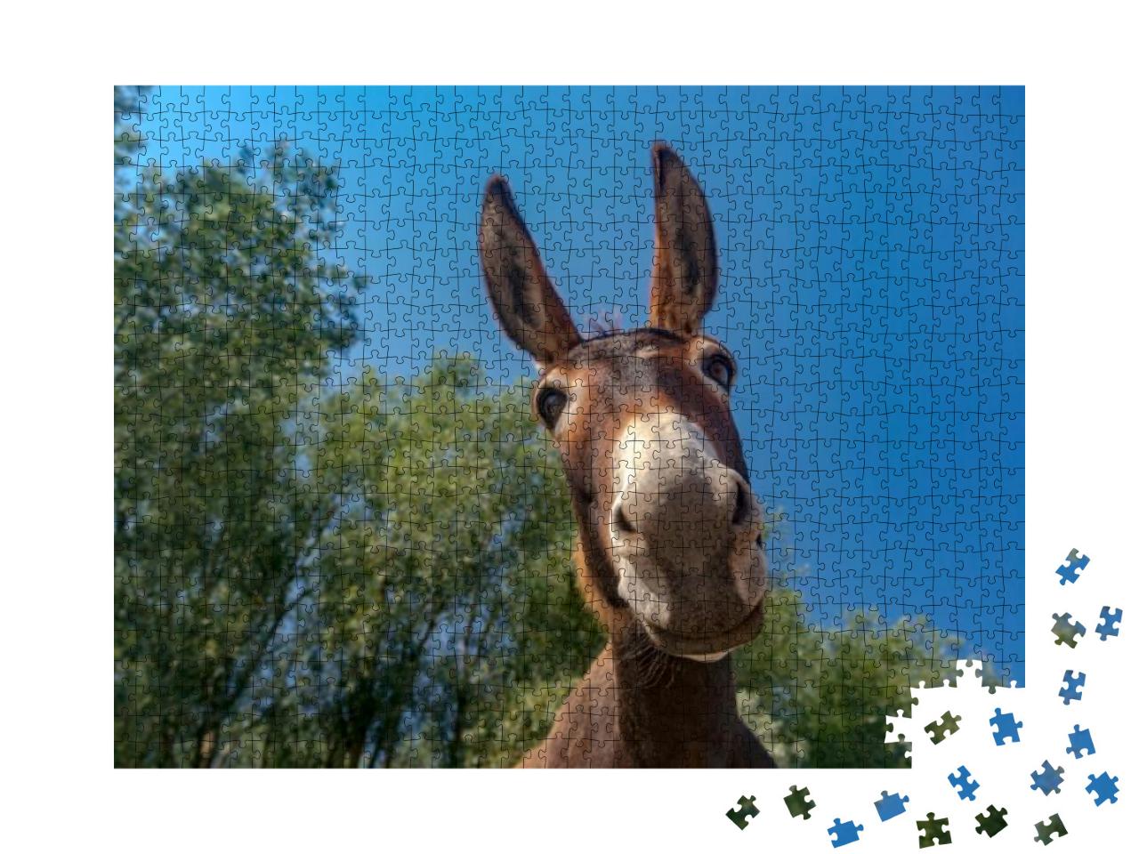 Close Up Shot of Donkey Head... Jigsaw Puzzle with 1000 pieces