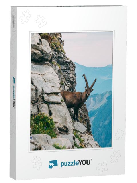 Alpine Capricorn Steinbock Capra Ibex in the Mountain Sce... Jigsaw Puzzle