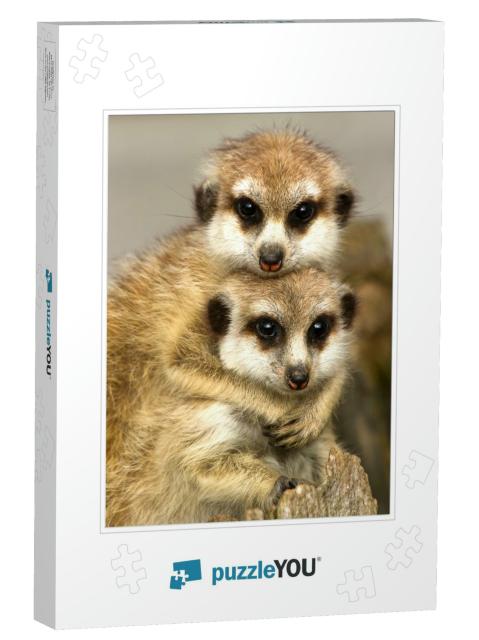 A Pair of Slender-Tailed Meerkats Cuddle as They Both Kee... Jigsaw Puzzle