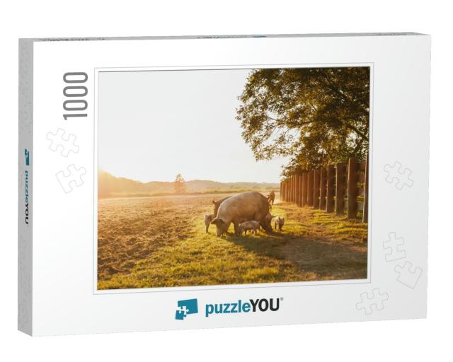 Drove of Pigs on a Pasture. Litter of Piglets in a Field... Jigsaw Puzzle with 1000 pieces