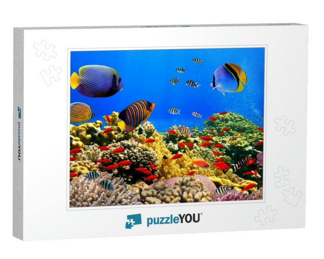 Photo of a Coral Colony on a Reef, Red Sea, Egypt... Jigsaw Puzzle