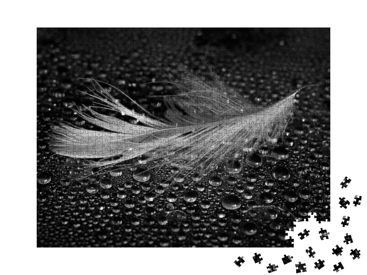 Feather Lying on Drops of Water on a Dark Background. Bla... Jigsaw Puzzle with 1000 pieces