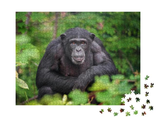 Captive Chimpanzees in Outdoor Habitat... Jigsaw Puzzle with 1000 pieces