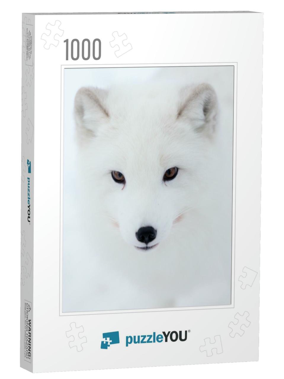 Arctic Fox... Jigsaw Puzzle with 1000 pieces