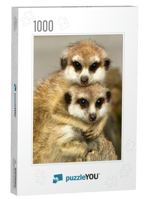 A Pair of Slender-Tailed Meerkats Cuddle as They Both Kee... Jigsaw Puzzle with 1000 pieces