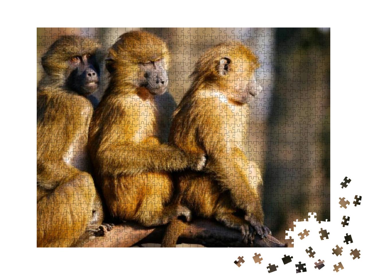Baboons Family. Three Baboons Funny Expression... Jigsaw Puzzle with 1000 pieces